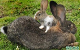 食量最大的生肖是什么？什么动物吃最多