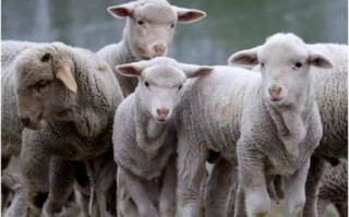 温和顺从的生肖是什么？温顺的动物是什么生肖