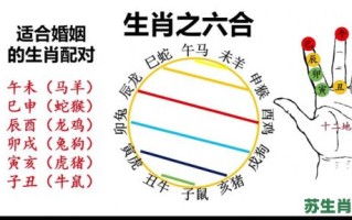 八字不合是什么生肖？八字不合打一最佳动物