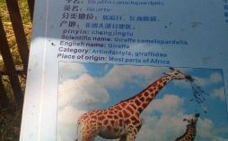 长颈鹿是什么生肖？长颈鹿打一准确动物