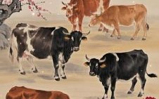 萍水相逢是什么生肖？萍水相逢最正确动物