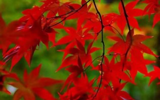 水中的枫叶是什么生肖？红叶秋风打个动物打个生肖