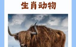 北是什么生肖？北打一个准确动物