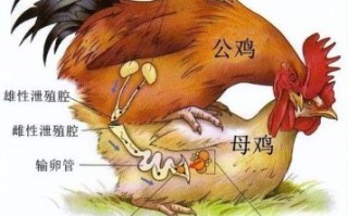 公鸡下蛋是什么生肖？什么生肖下蛋