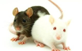 买触电个生肖是什么？电觇是什么生肖