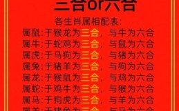 二四排是什么生肖？二四排最正确的一肖
