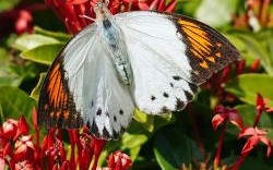 粉蝶如知合断魂是什么生肖？粉蝶如合断魂一肖