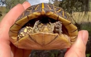 缩头缩颈是什么生肖？十二生肖谁是缩头乌龟