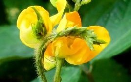 百花争艳是什么生肖？百花争艳打一正确动物