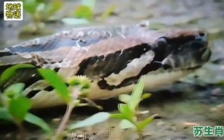 强肉弱食是什么生肖？弱肉强食打一最佳动物