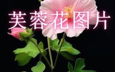 芙蓉花是什么生肖？芙蓉花比喻什么女人