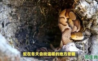 地上小洞是什么生肖？住山洞的动物打一精准生肖
