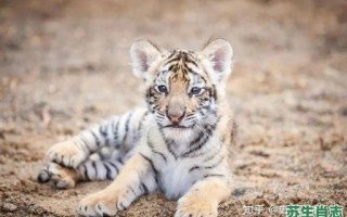 豹禅是什么生肖？貂蝉打一最准确生肖