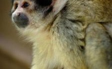 天生红屁股是什么生肖？屁股红红打一最佳动物