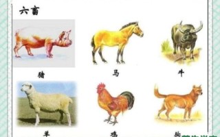 畜是什么生肖禽生肖？六畜是指什么生肖