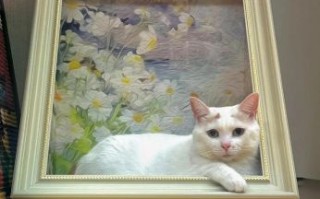 蒙娜丽莎是什么生肖？蒙娜丽莎打一准确生肖