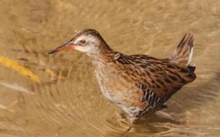 脚长是什么生肖？什么动物的脚最长