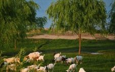 决堤的大坝是什么生肖？决堤的大坝一一不敢挡