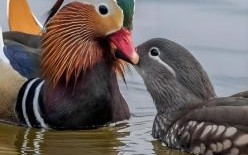 比翼双飞的生肖是什么？比翼双飞是啥生肖