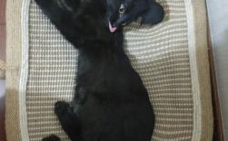 最黑的生肖是什么？什么动物最黑