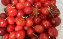 樱桃是什么生肖？樱桃最佳答案一肖