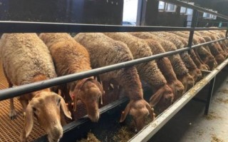 畜牧是什么生肖？圈养畜牧最正确一肖