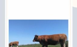 斜是什么生肖？斜字打一准确生肖