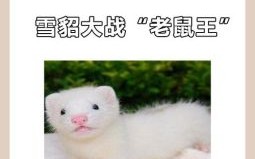 人人厌恶的生肖是什么？欲钱买人人厌恶的动物