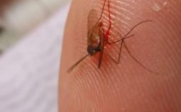 蚊子了是什么生肖？冰雹是什么动物