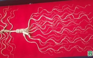 千年人参是什么生肖？12生肖谁是人参