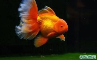 金鱼是什么生肖？金鱼打一最佳动物