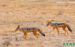 世上恶豺狼是什么生肖？世上恶豺狼打正确生肖