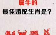 97年是什么生肖？97年属牛的最佳婚配表