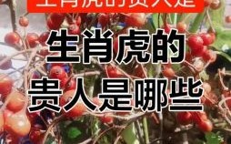 虎的贵人是什么生肖？虎的最佳三个贵人是谁