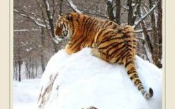 奖是什么生肖？正确答案是什么生肖