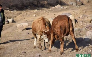 瘟是什么生肖？瘟疫指的什么动物