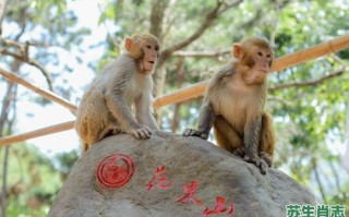 花果山上物是什么生肖？花果山最出名三个生肖