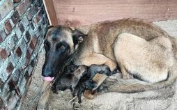 护崽是什么生肖？最护崽的动物