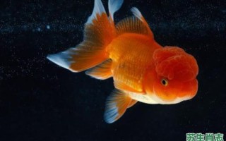 梦见鱼是什么生肖？鱼代表什么生肖最正确