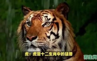 野兽地肖是什么生肖？地动山摇打一生肖