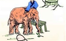 后院起火是什么生肖？后院起火打一准确动物