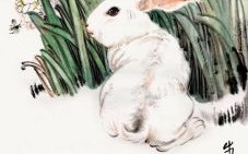 蟾宫玉兔上瑶台是什么生肖？蟾宫玉兔打一准确生肖