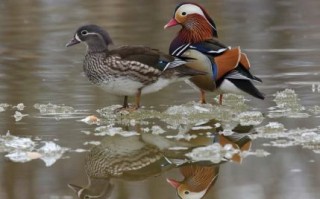 12生肖鸳鸯是什么生肖？鸳鸯十二生肖是什么