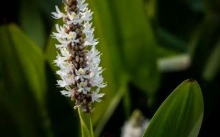 秋风是什么生肖？秋风肖最准确答案