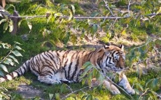 森林之王是什么生肖？森林之王有几个生肖