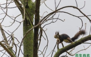 树上找一找是什么生肖？树上找一找什么数字