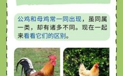 属鸡和生肖是什么生肖？鸡和什么比较配