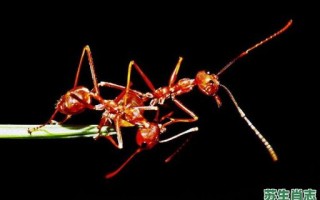 蟻是什么生肖？蚁打一最准确的生肖