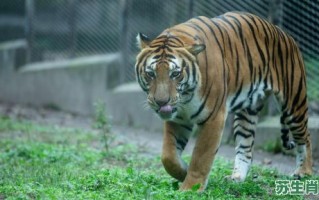 百兽之王是什么生肖？百兽之王最正确动物