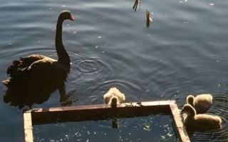 秋水是什么生肖？秋水打一动物正确答案